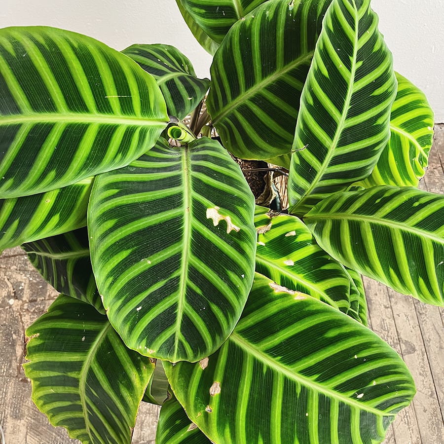 Calathea Zebrina - Imagen 2